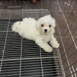 Un Cav-A-Malt allongé dans un caddie et regardant vers la caméra 