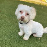 Un Cav-A-Malt assis sur une surface gazonnée et portant un collier autour du cou