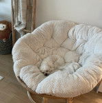 Un Cav-A-Malt allongé et semblant dormir