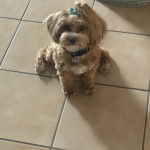 Un Cav-A-Malt assis sur un sol carrelé et portant un collier autour du cou