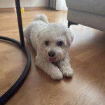 Un Cav-A-Malt allongé sur un plancher et tirant la langue 