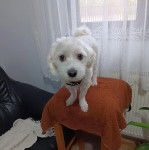 Un Cav-A-Malt sur une table et portant un collier autour du cou