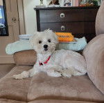 Un Cav-A-Malt allongé sur un canapé et portant un collier autour du cou 