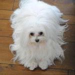 Un Cav-A-Malt allongé sur un plancher et regardant la caméra 