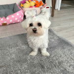 Un Cav-A-Malt assis sur un tapis et regardant vers la caméra 