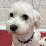 Un Cav-A-Malt portant un collier autour du cou 