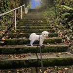 Un Cav-A-Malt sur une marche d'escalier et qui est tenu en laisse 