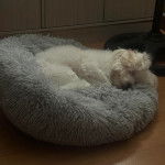 Un Cav-A-Malt allongé dans un panier et semblant dormir 