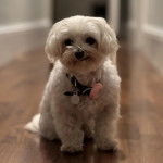 Un Cav-A-Malt assis sur un plancher et portant un collier autour du cou