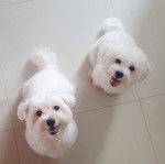 Deux Cav-A-Malt assis sur un sol carrelé et regardant tous les deux vers la caméra 