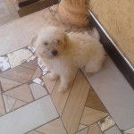 Un Cav-A-Malt assis sur un sol carrelé et regardant vers la caméra