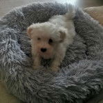 Un Cav-A-Malt allongé dans un panier et semblant détendu 