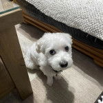 Un Cav-A-Malt assis sur un plancher et portant un collier autour du cou