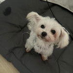 Un Cav-A-Malt assis et portant un collier autour du cou