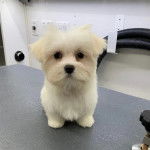 Un Cav-A-Malt sur une table et semblant détendu 