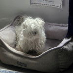 Un Cav-A-Malt dans un panier 