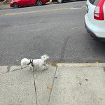 Un Cav-A-Malt marchant sur un trottoir et qui est tenu en laisse 