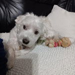 Un Cav-A-Malt allongé sur un lit et portant un collier autour du cou