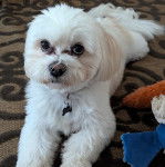 Un Cav-A-Malt allongé sur une moquette et portant un collier autour du cou