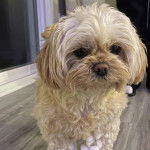 Un Cav-A-Malt sur un plancher et semblant détendu 