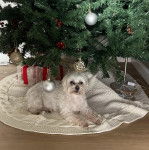 Un Cav-A-Malt allongé sous un arbre de Noël et regardant vers la caméra 