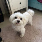 Un Cav-A-Malt sur une moquette et tirant la langue 