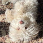 Un Cav-A-Malt allongé sur le dos sur un tapis et regardant la caméra 