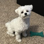 Un Cav-A-Malt assis sur une moquette et regardant vers la caméra 