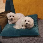 Deux Cav-A-Malt allongé sur un oreiller et regardant tous les deux la caméra 