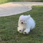 Un Cav-A-Malt courant sur un terrain herbeux 