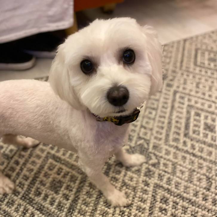 Un Cav-A-Malt sur un tapis et portant un collier autour du cou