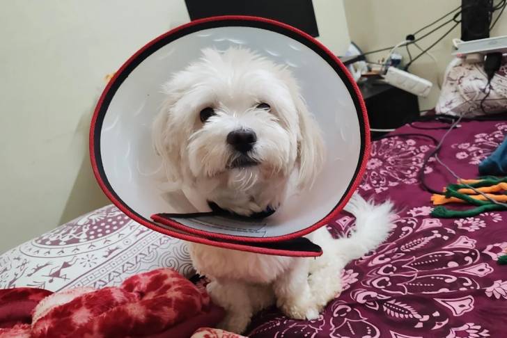 Un Cav-A-Malt assis sur un lit et portant un carcan 