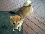 samone - Shiba Inu (3 ans)
