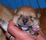 faline - Shiba Inu (1 an)