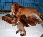 faline - Shiba Inu (1 an)