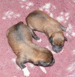 Naissance d'Hatchi - Shiba Inu Mâle