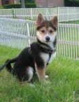 Cocoa - Shiba Inu (8 mois)