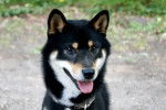 Yuki - Shiba Inu Mâle (2 ans)