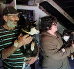 eleveur de faline - Shiba Inu (3 ans)