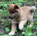 harpo by wolf montain - Shiba Inu Mâle (3 mois)