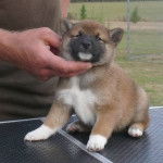 Hatchi - Shiba Inu Mâle (1 mois)