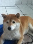 Yoji - Shiba Inu (6 ans)