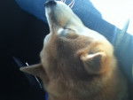 Yoji - Shiba Inu (6 mois)