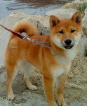 Elfy - Shiba Inu (2 ans)