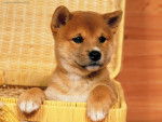 Desy - Shiba Inu (1 mois)