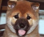 Rash - Shiba Inu (1 mois)
