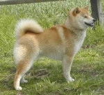 holi - Shiba Inu (4 ans)