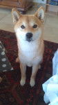 Heiwa - Shiba Inu (3 ans)