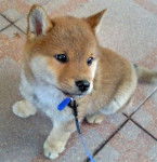 Sophie - Shiba Inu (4 mois)