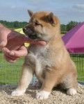 Canaille - Shiba Inu (3 mois)